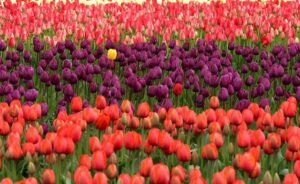 yellow tulip among red and purple